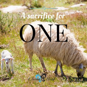 Sacrificial lambs – destined for sacrifice in the Temple in Jerusalem - were born in Bethlehem. I didn’t know. Did you? Read the old story told in a new way.